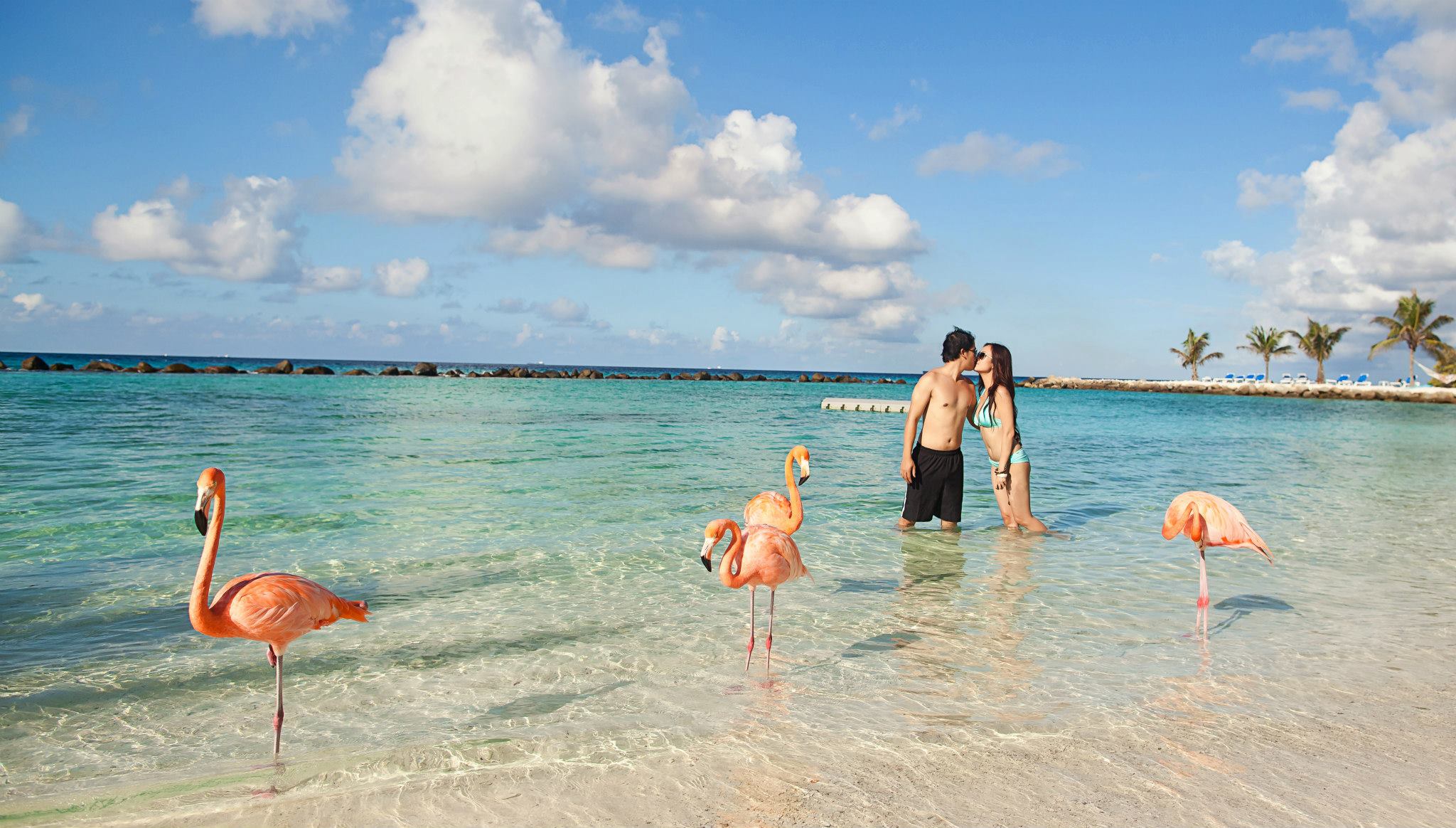 Aruba The Island Of Flamingos And Igunas We Are Travel Girls