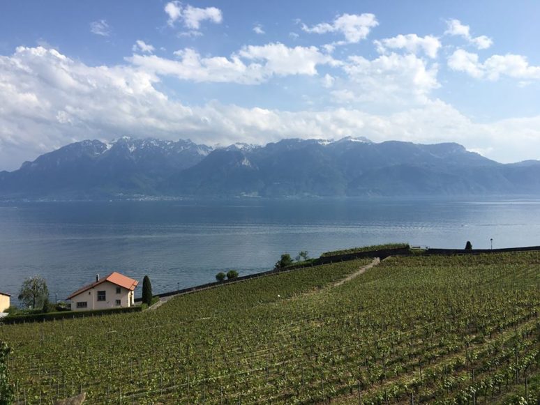 rivaz-switzerland-lavaux-vineyard-terraces