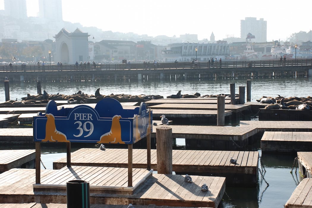 Fun Things To Do On Pier 39 (Best Pier 39 Attractions!) – Planning