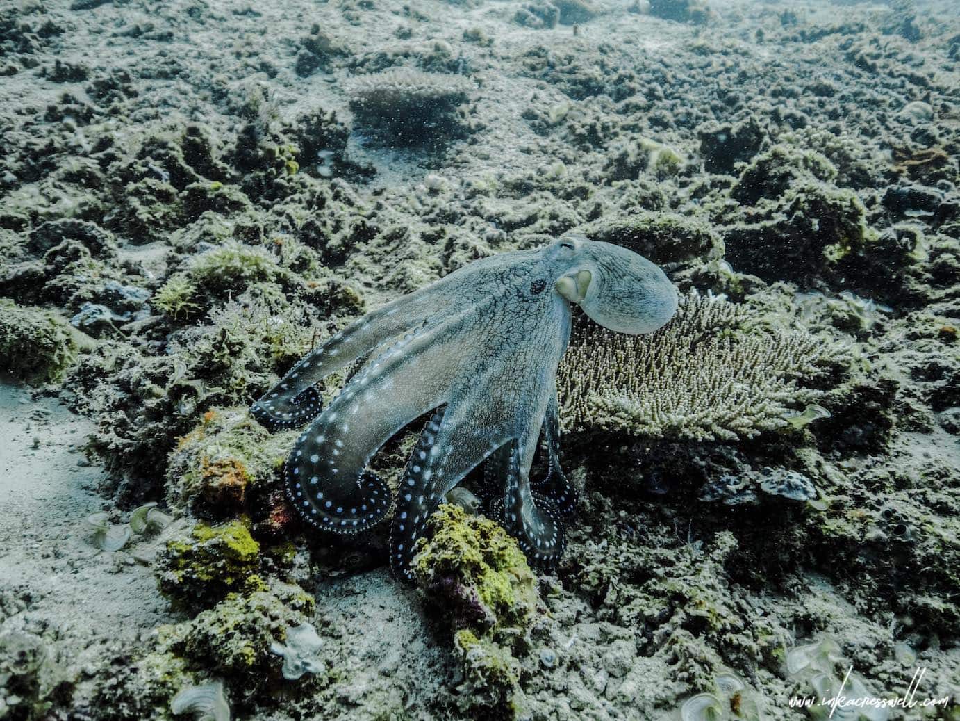 10 REASONS COMPLETING YOUR DIVE MASTER SHOULD BE YOUR NEXT BIG