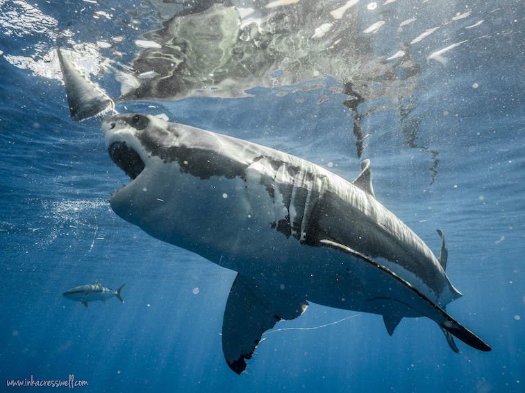 9 Reasons Diving With Great White Sharks In Guadalupe Should Be On Your ...