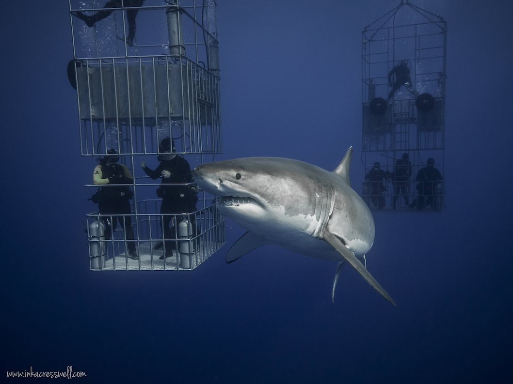 9 Reasons Diving With Great White Sharks In Guadalupe Should Be On Your Bucket List
