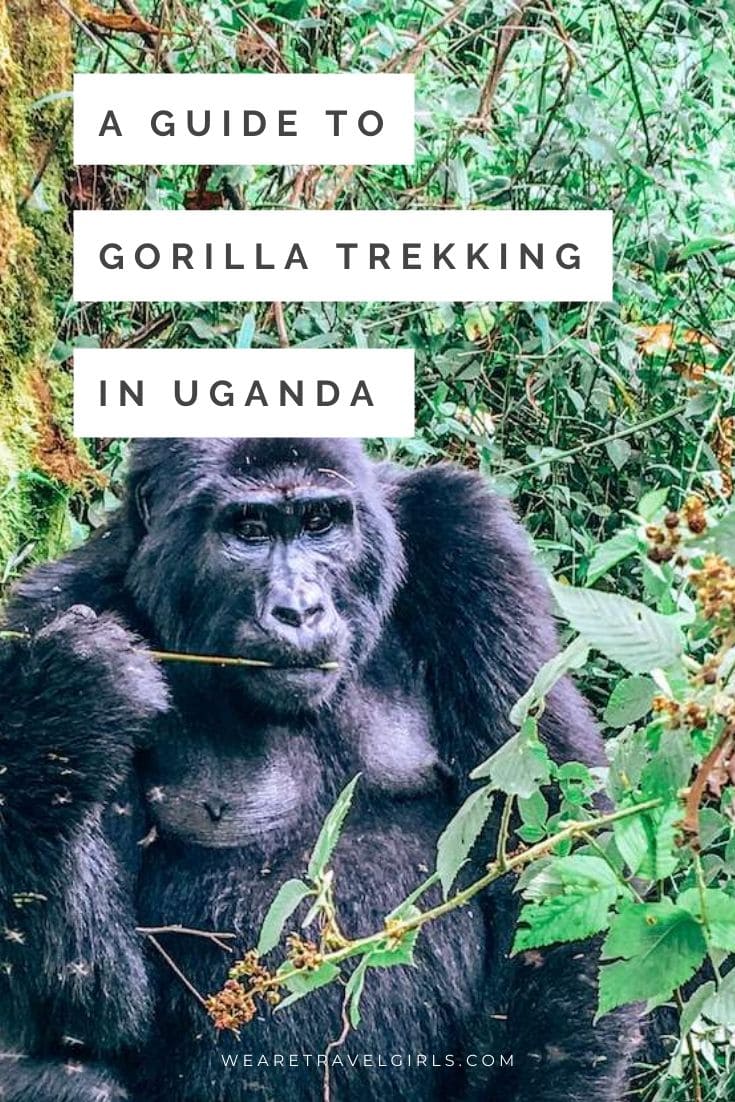 A Guide To Gorilla Trekking In Uganda | We Are Travel Girls