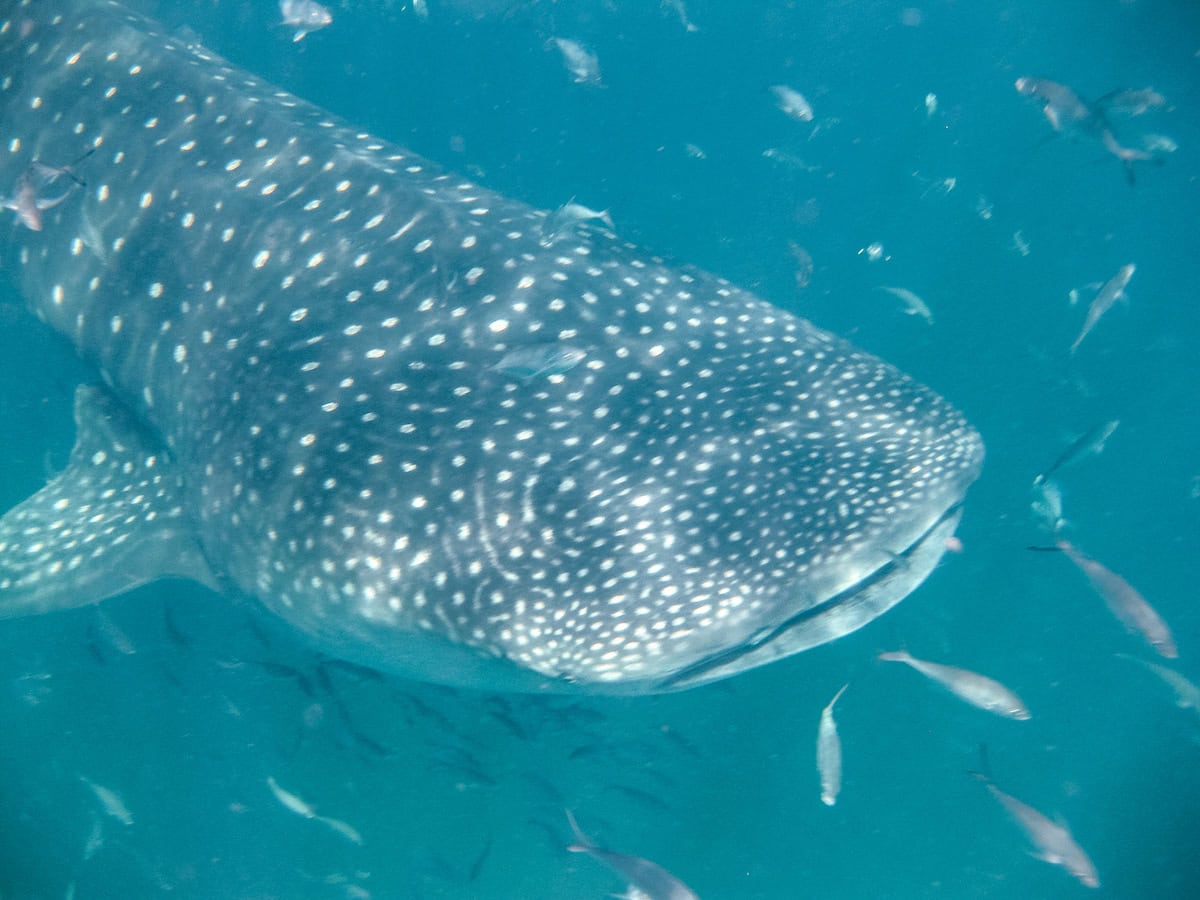 Why You Should Swim With Whale Sharks In Isla Holbox, Mexico | We Are ...