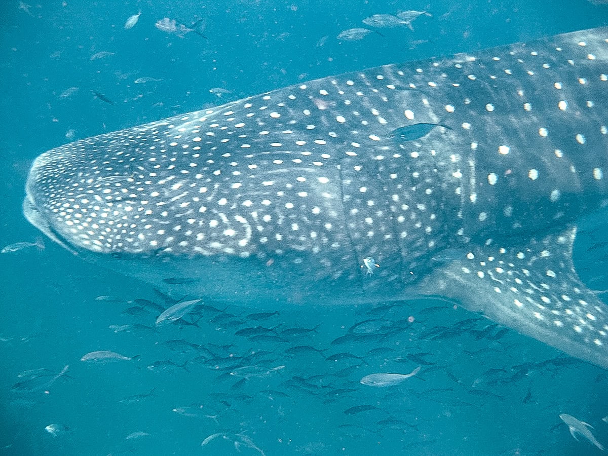 Donsol, Philippines: The Responsible Place To See Whale Sharks | We Are